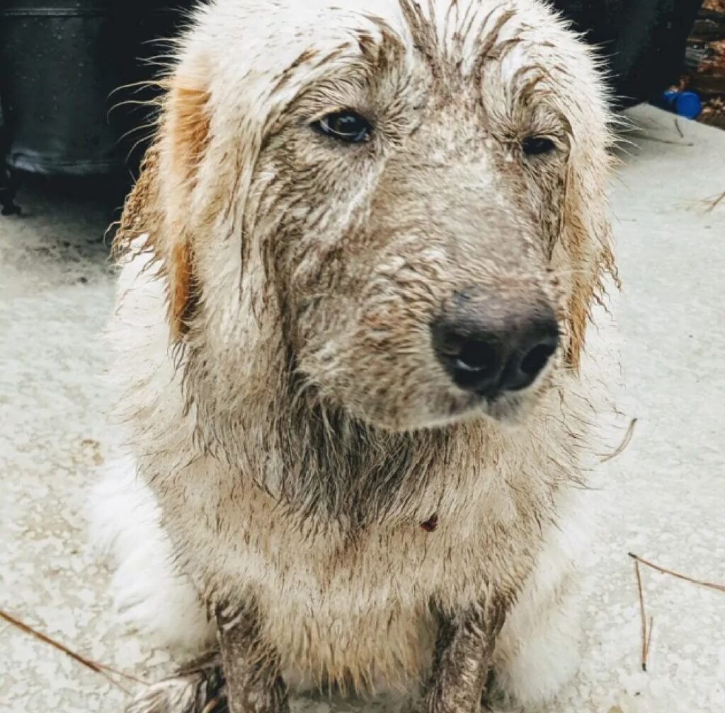 cane sa di dover fare il bagno