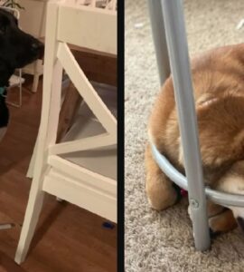 cani che ti fanno capire come siano divertenti
