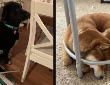 cani che ti fanno capire come siano divertenti