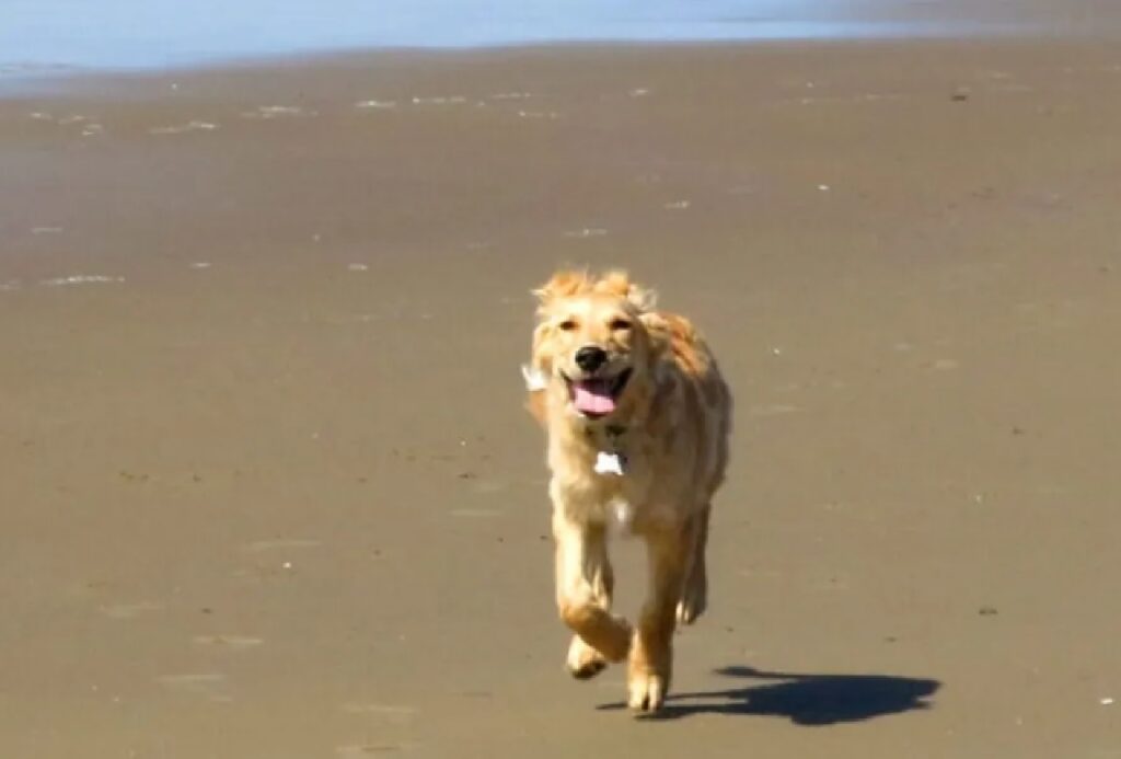 cane corre spensierato