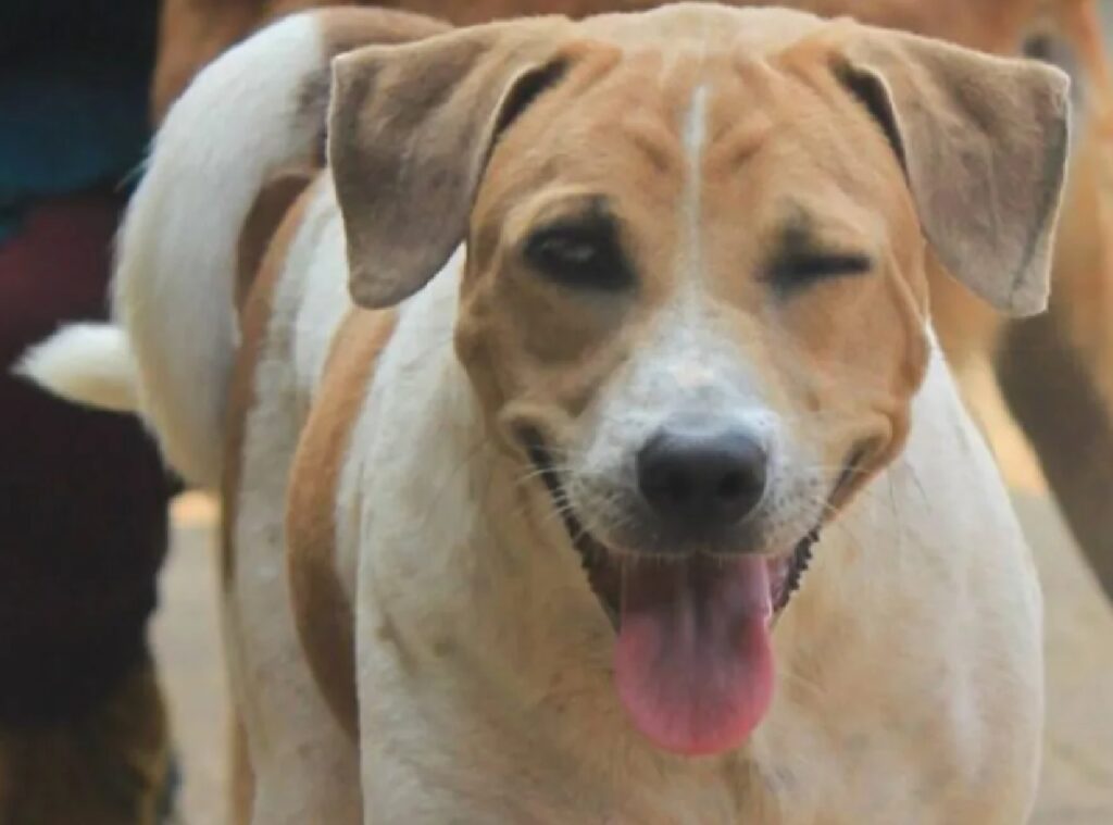 cane fa l'occhiolino