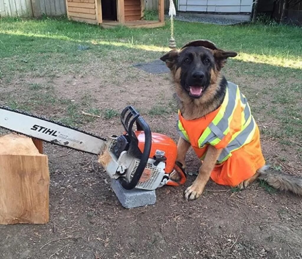 cane taglialegna professione