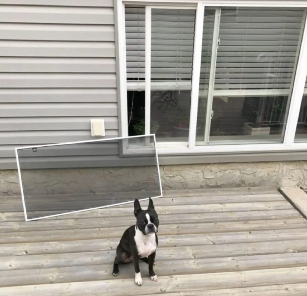 cane sfonda finestra protettiva