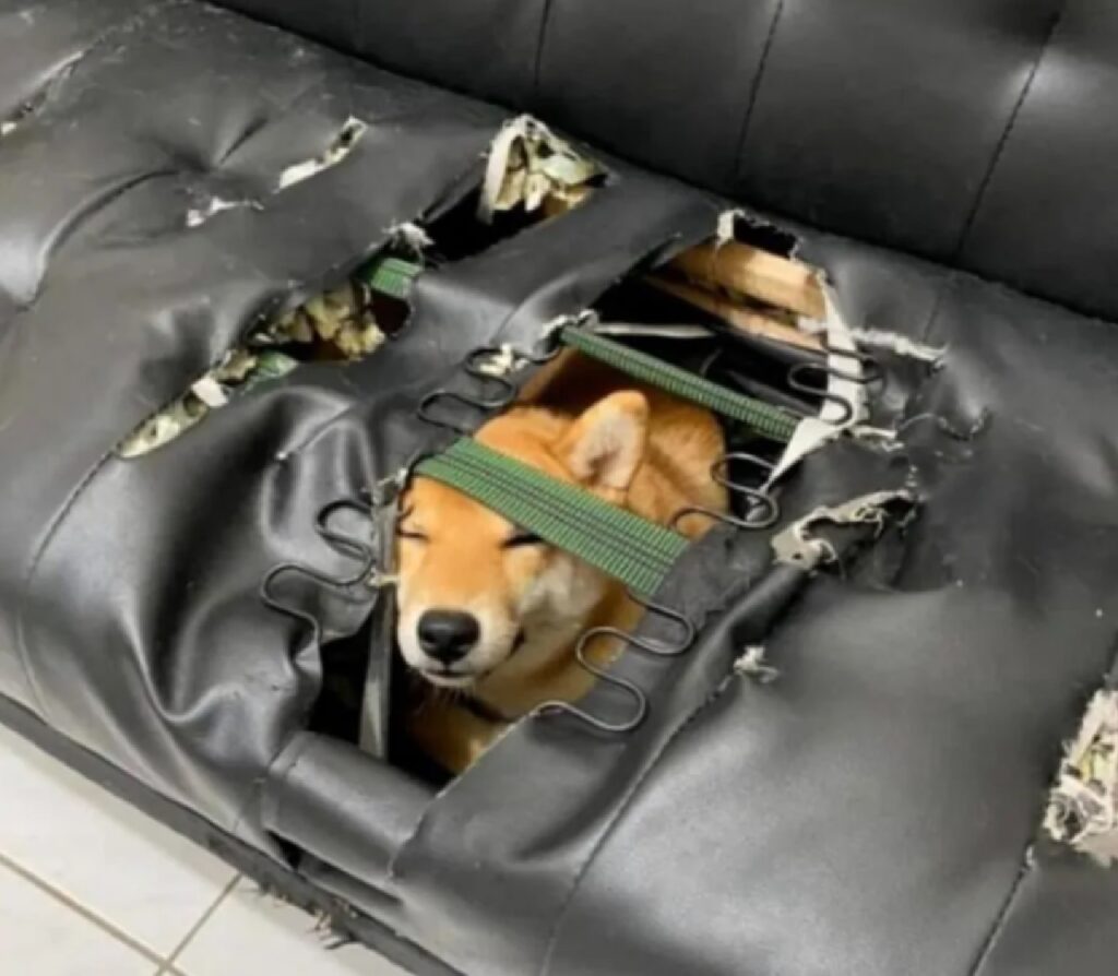 cane buco nel divano
