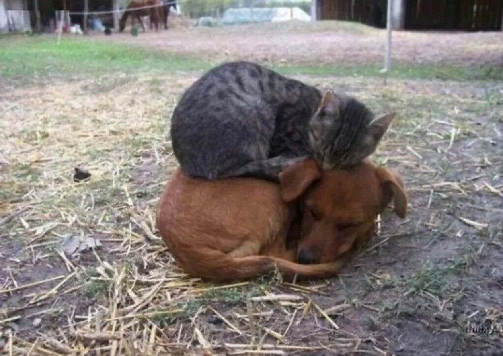 gatto sta sopra il cagnolino