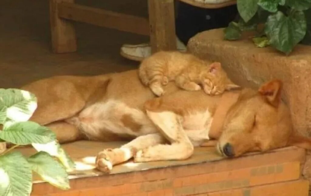 gatto rosso sopra cagnolino rosso