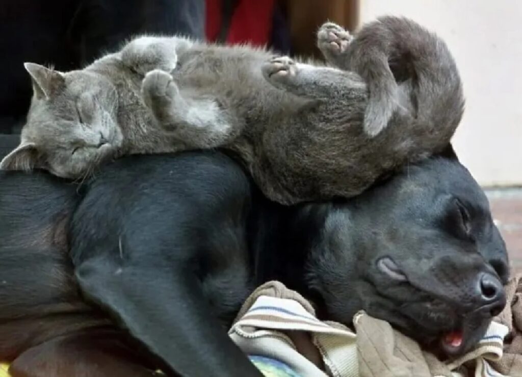 gatto grigio sopra cagnolino nero