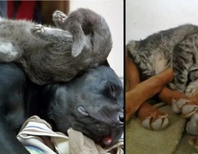 gatti che hanno confuso i loro amichetti per delle cucce