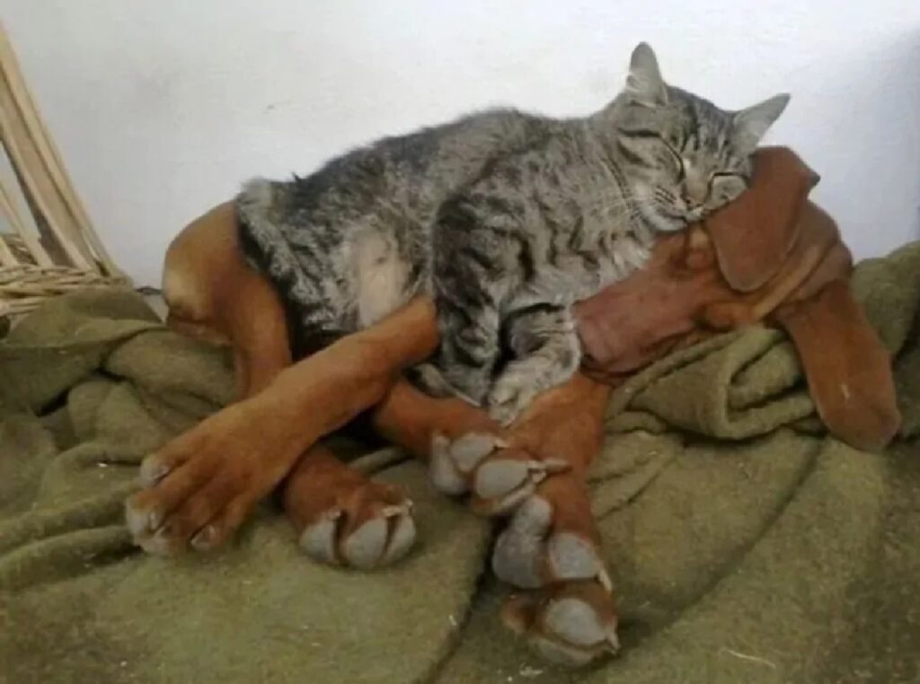 gatto sistema cagnolino come cuscino
