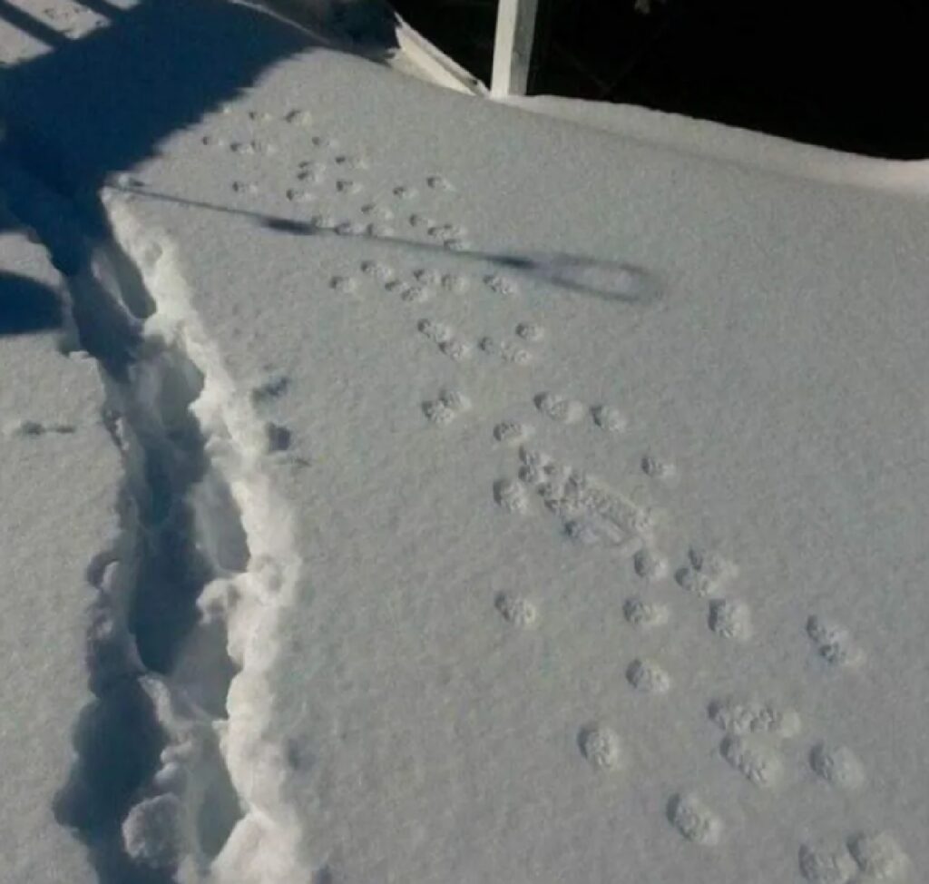 gatti tracce sulla neve