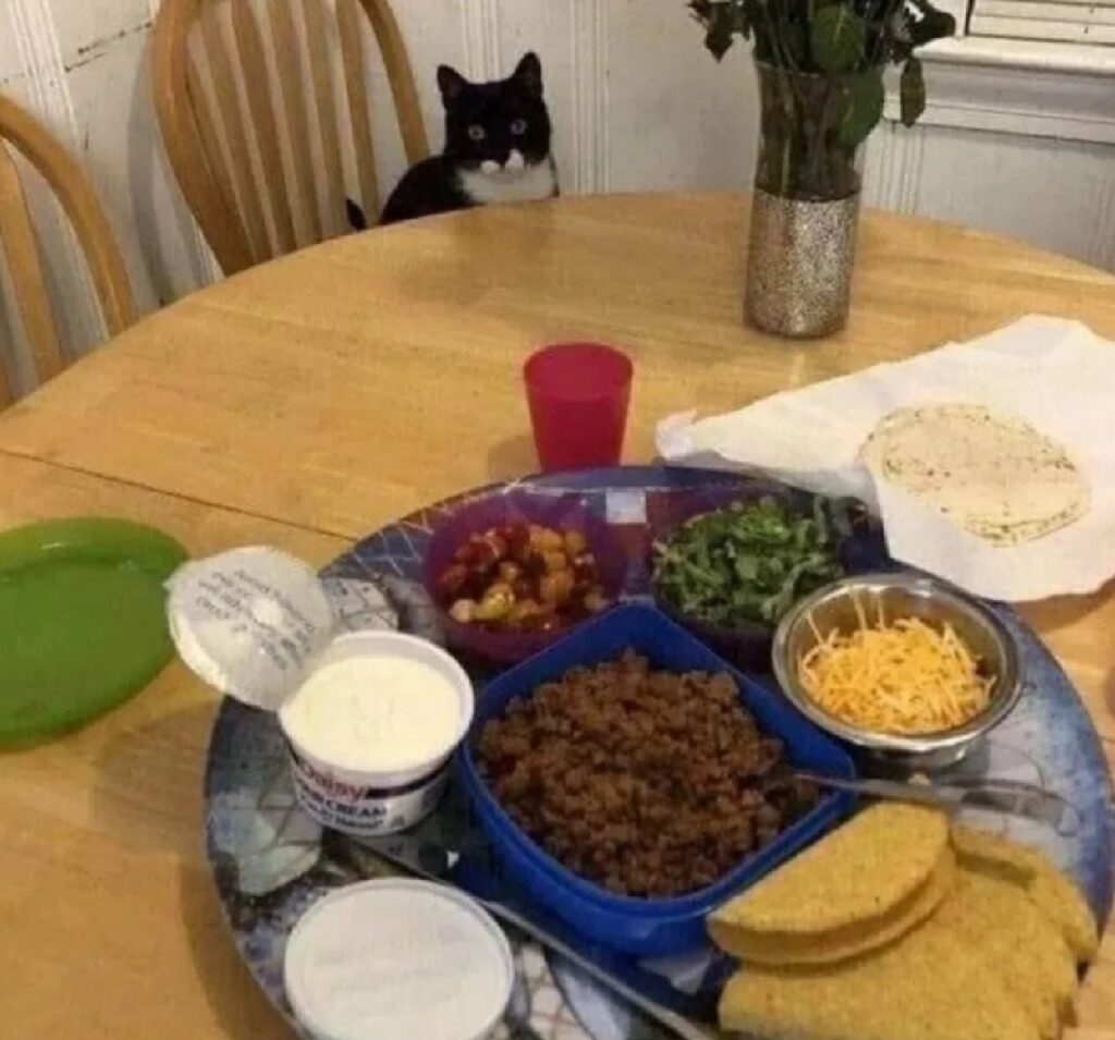 gatto tavola da pranzo