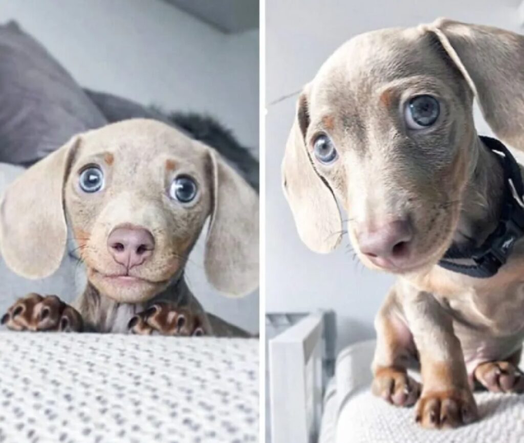 cagnolino molto dolce