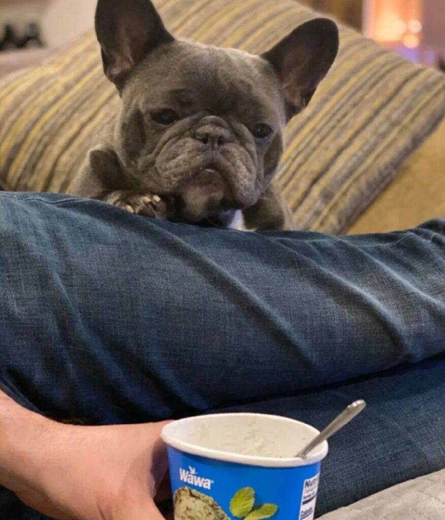 cane vuole solo un po' di gelato