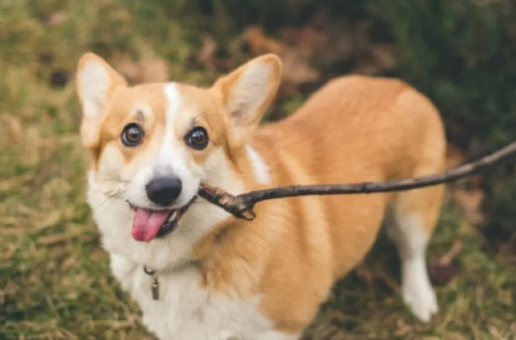 cane lingua tirata fuori