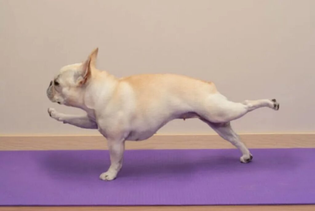 cane ottima prestazione yoga