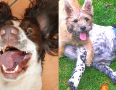 cani che hanno compreso il segreto della gioia
