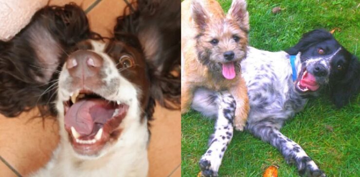 cani che hanno compreso il segreto della gioia