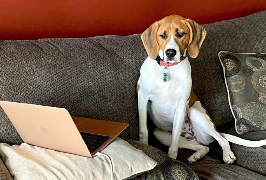 cane davanti al computer