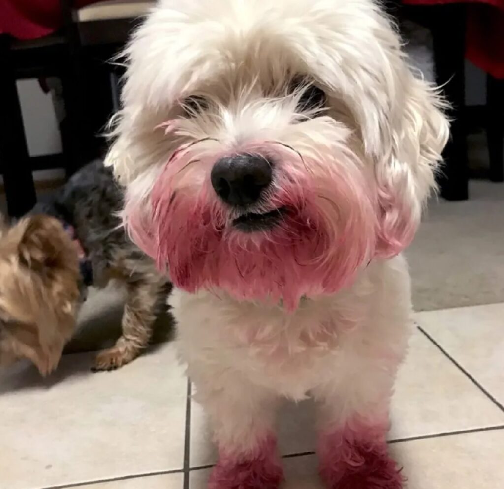 cane rossetto rosso