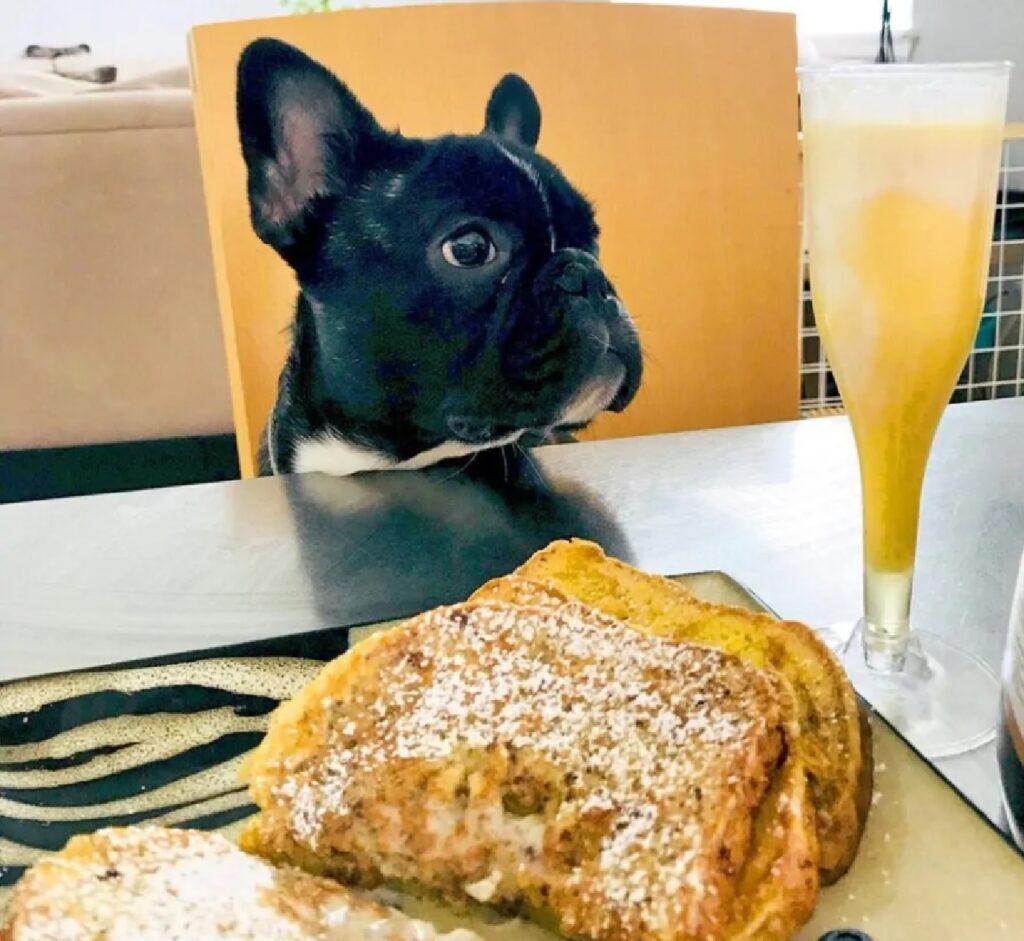 cane buono aperitivo