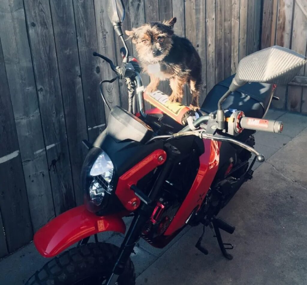 cane moto appassionato