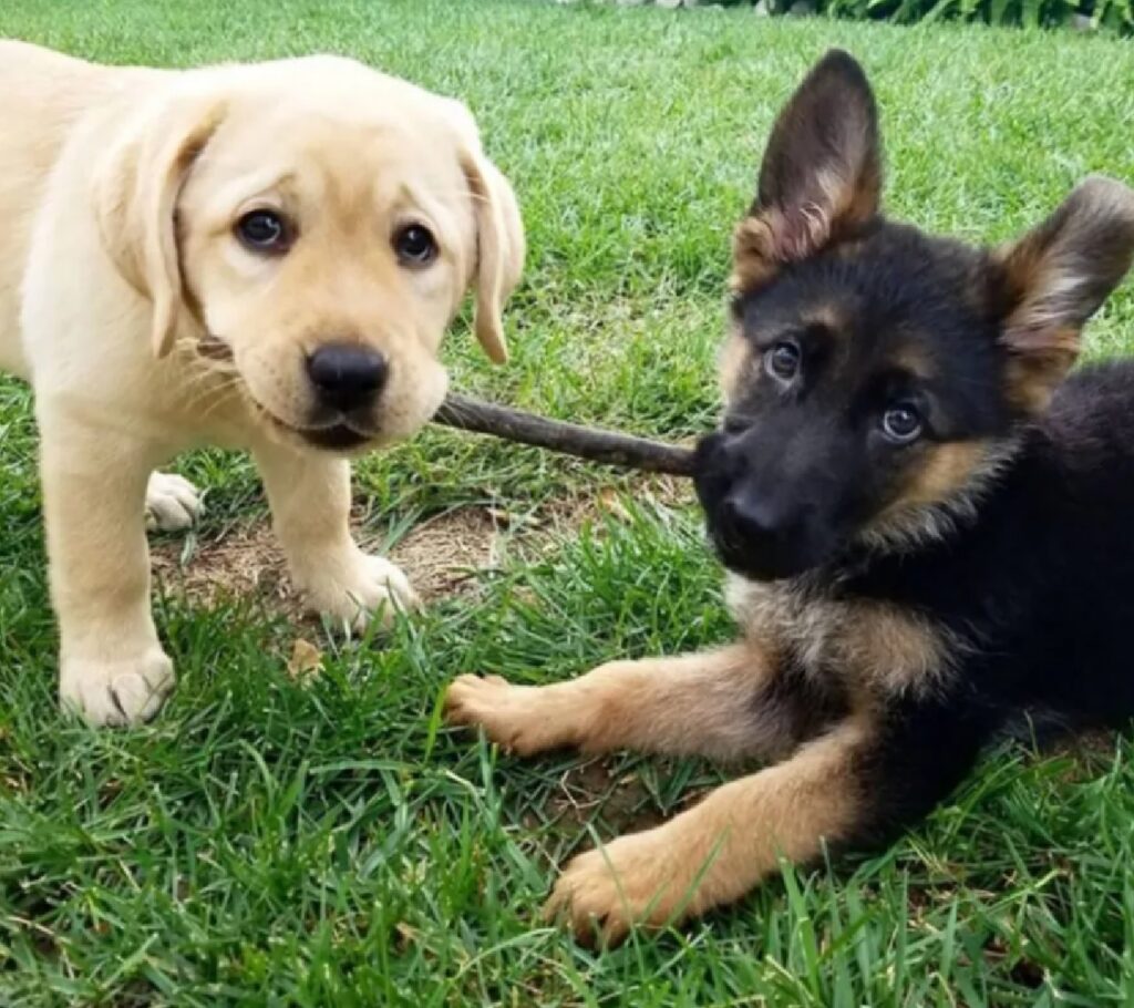 cani giocano con bastoncino