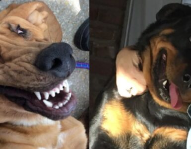 cani che sanno come far ridere chiunque