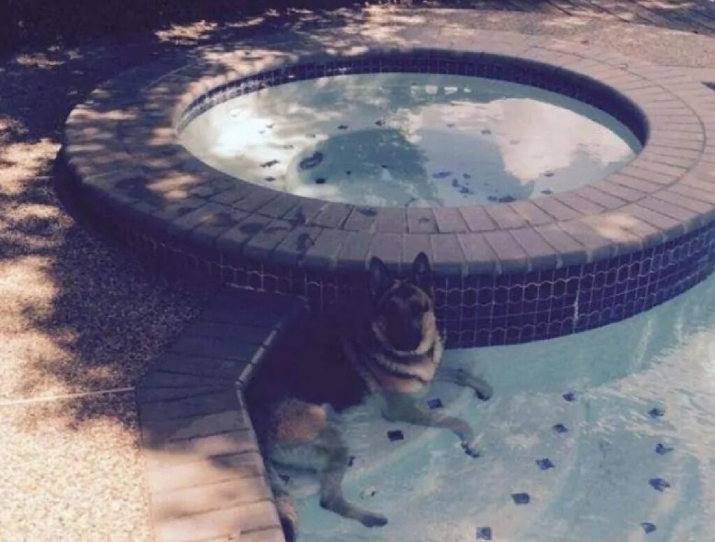 cane fa il bagno