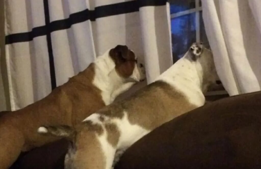 cani guardano alla finestra