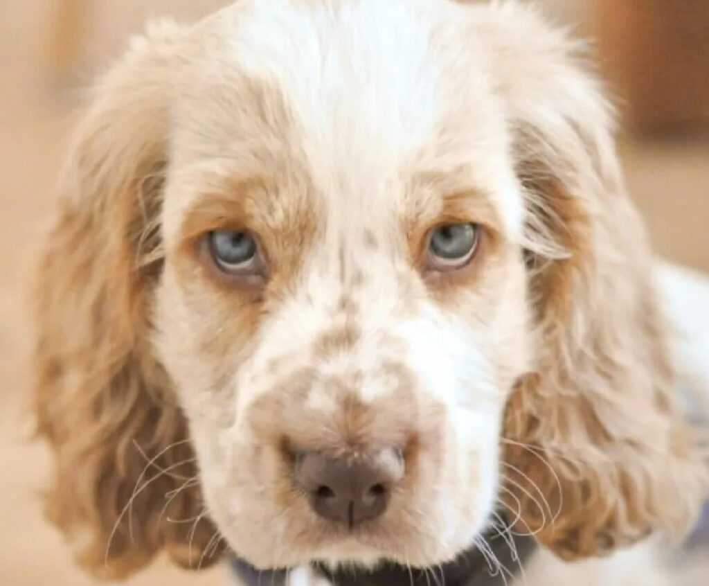 cagnolino occhi belli