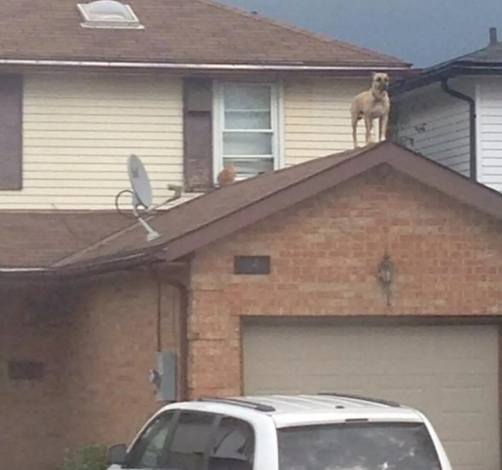 cane cammina sui tetti