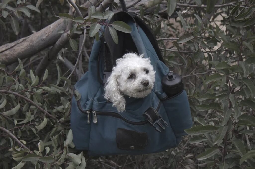 cane dentro borsa