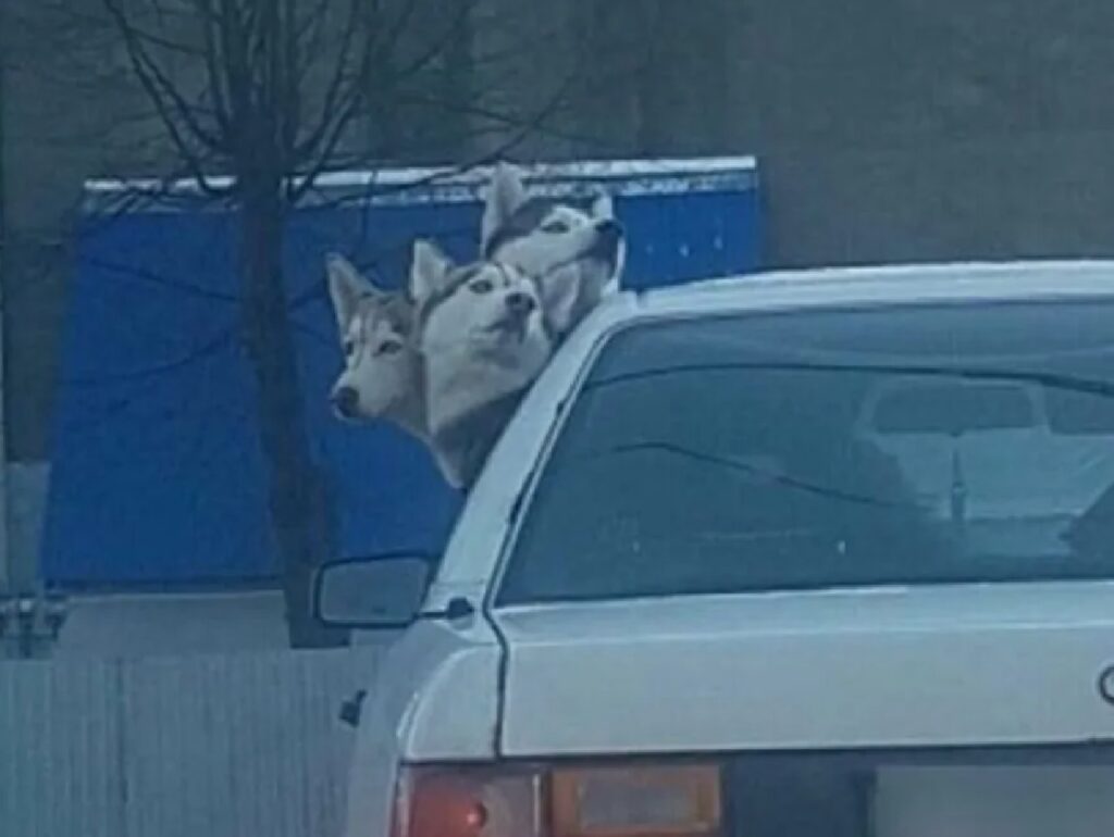 cani husky fuori auto