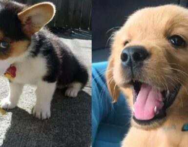 cani ancora piccoli ma stratosferici