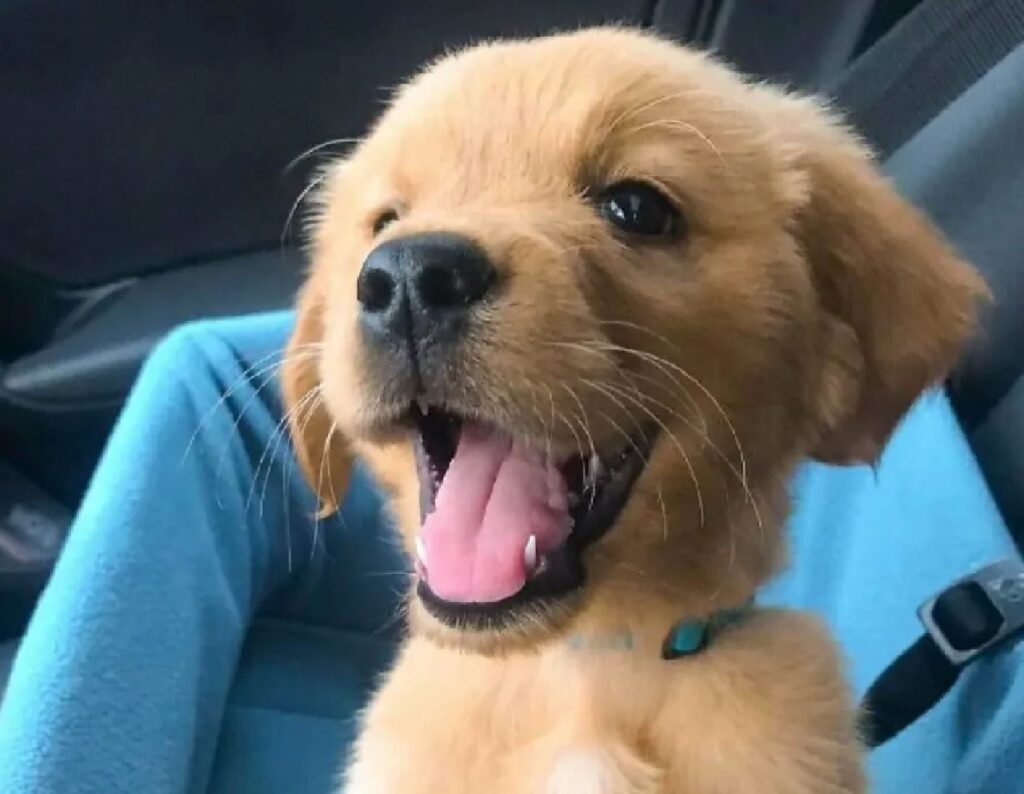 cane sorridente felice