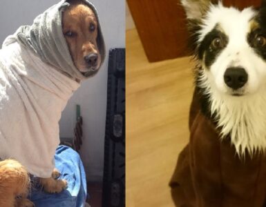 cani molto contenti di essersi lavati