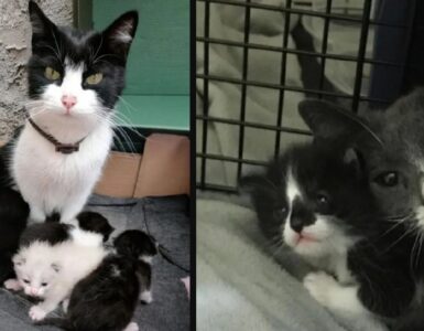 gatti madri che svolgono la loro professione
