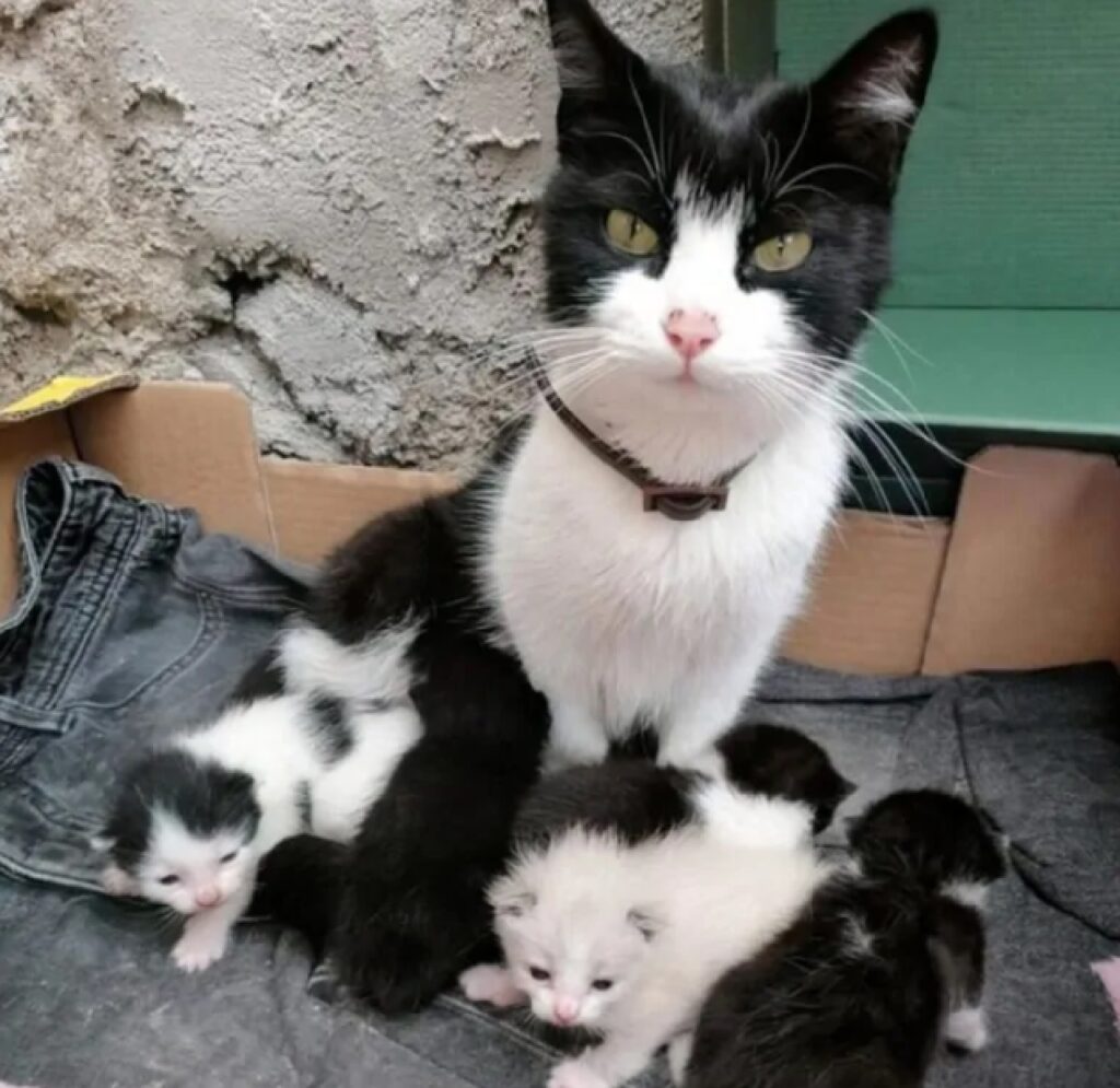 mamma con i suoi cuccioli