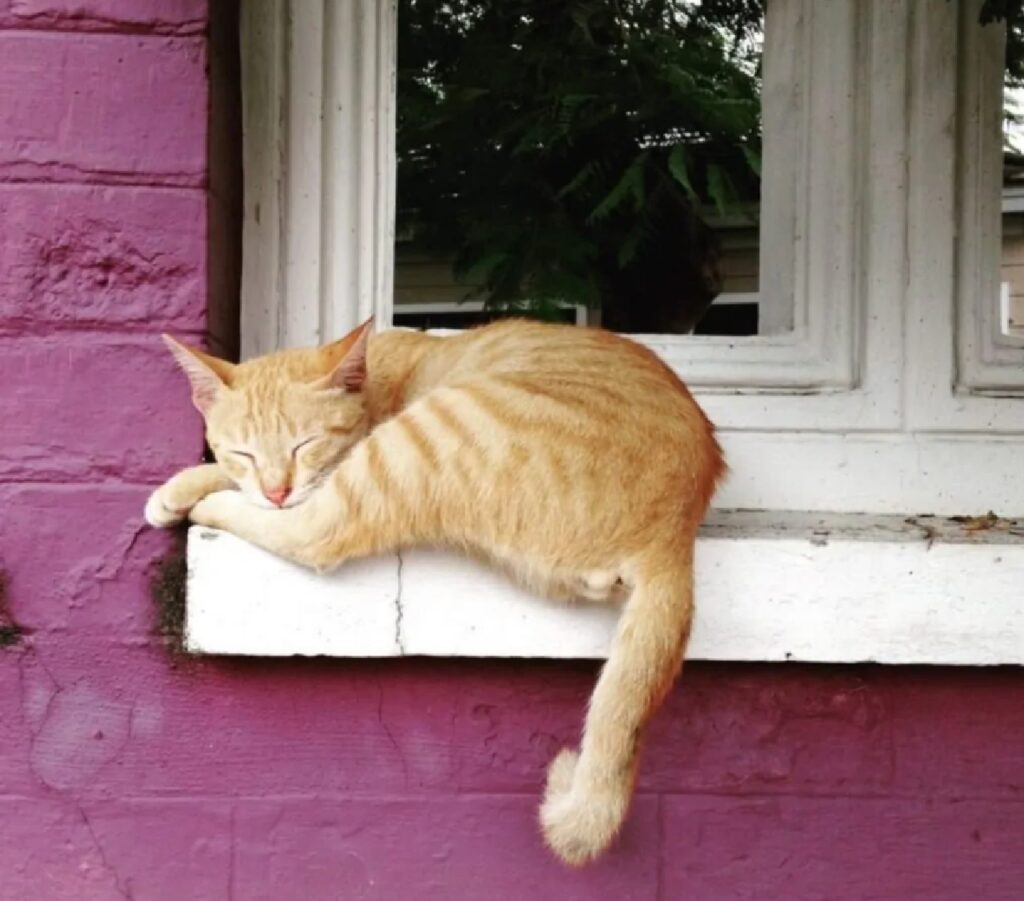gatto bordo finestra