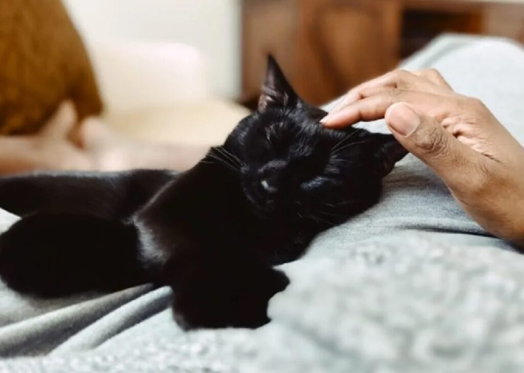 gatto coccole sulla testa