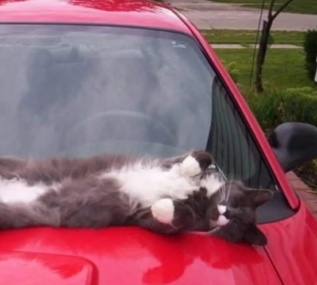 gatto sulla macchina rossa