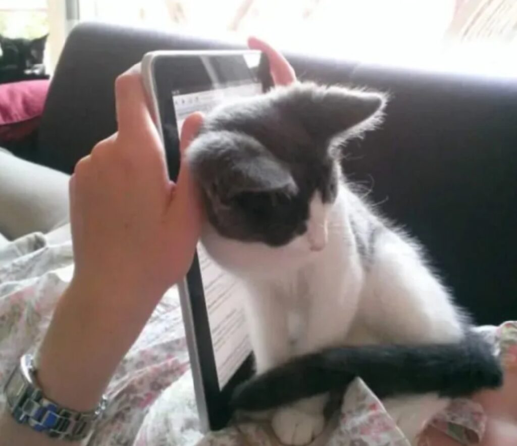 gatto davanti tablet