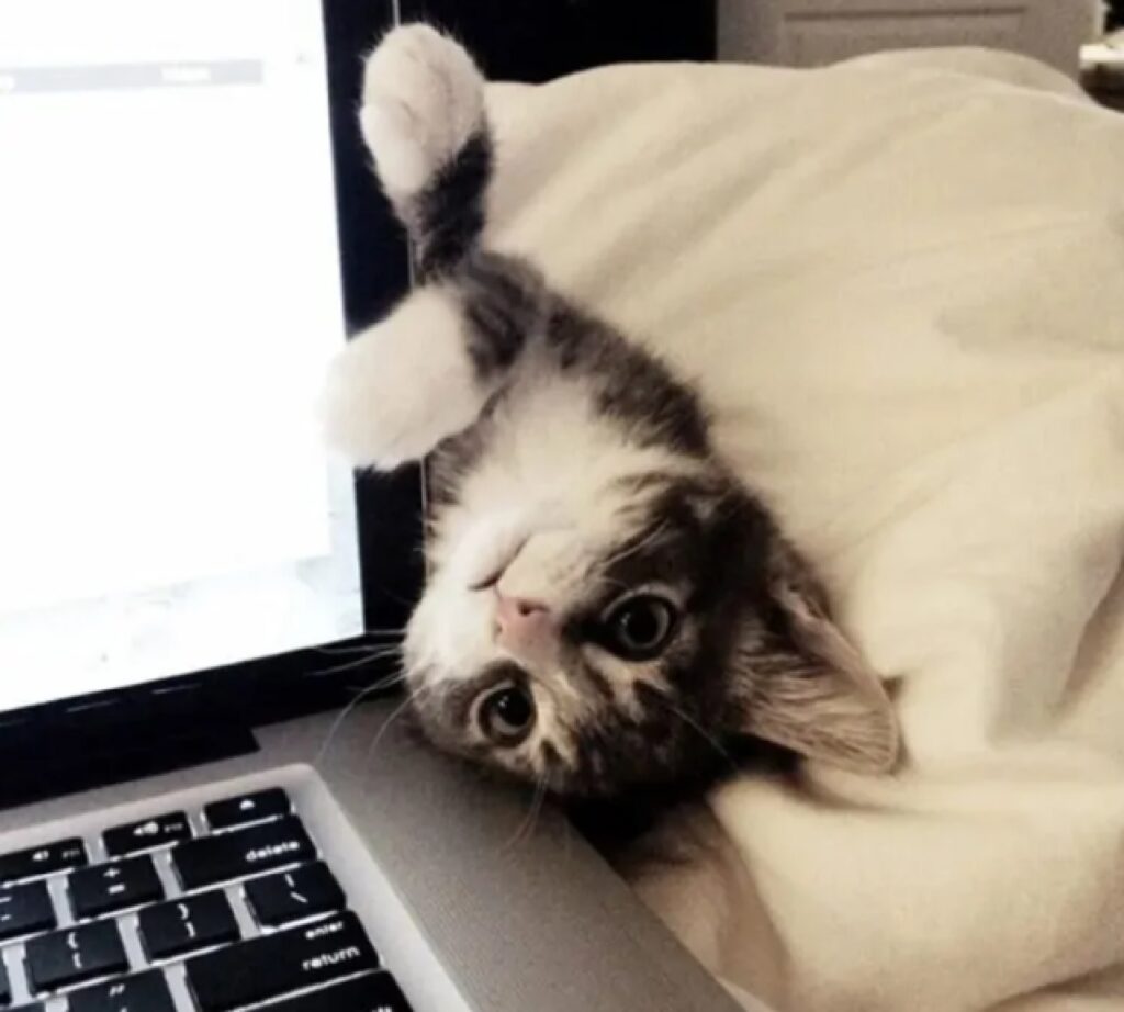 gatto affacciato lato computer