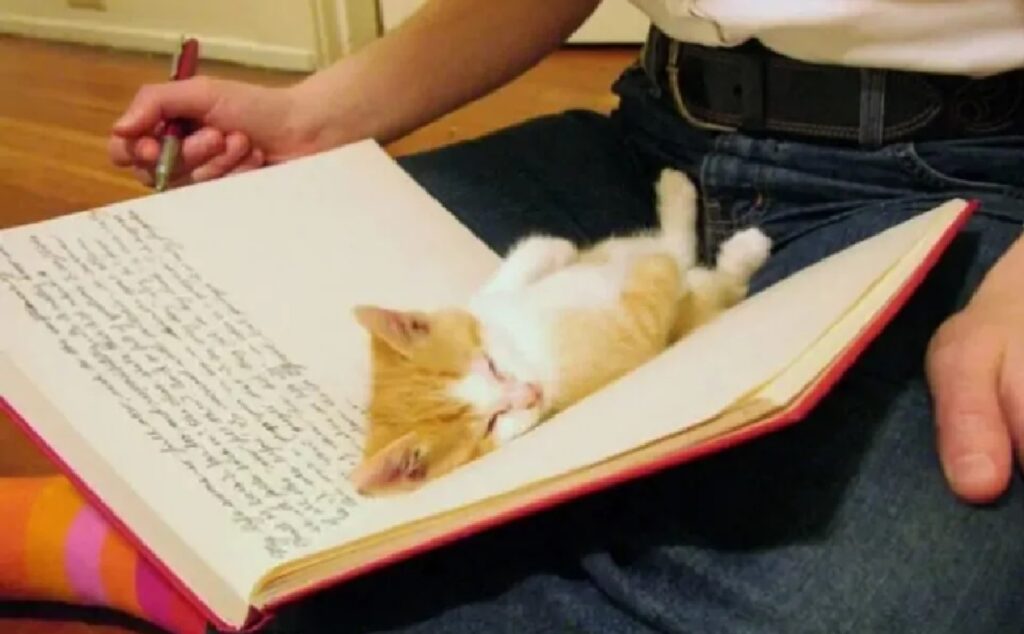 gatto disteso sul libro