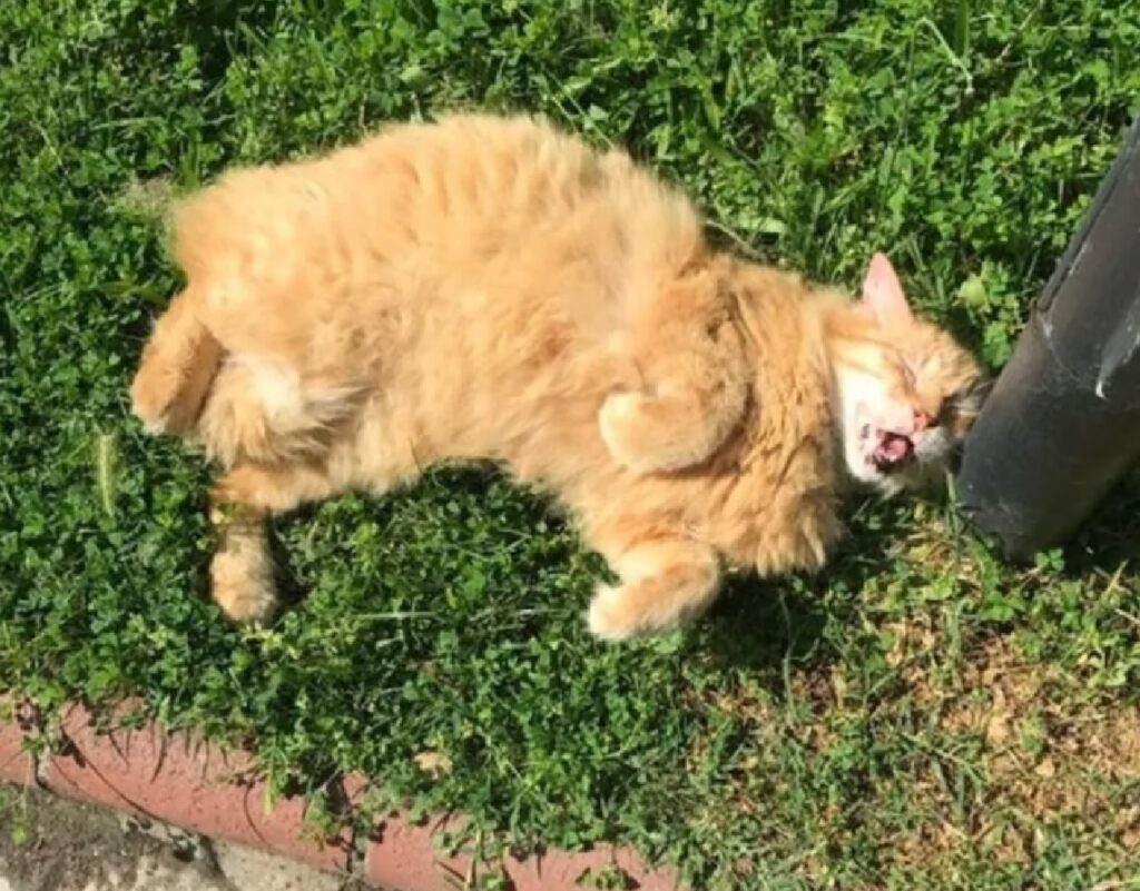 gatto sull'erba