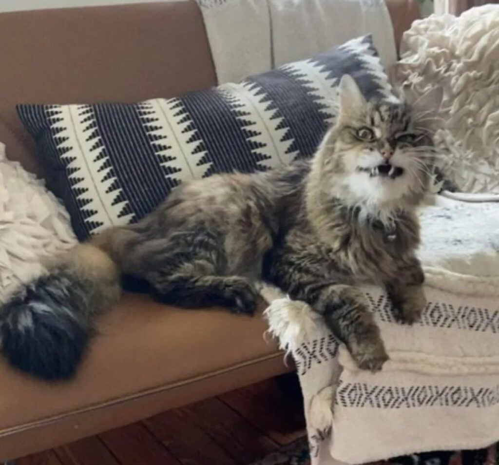 gatto smorfia sul divano