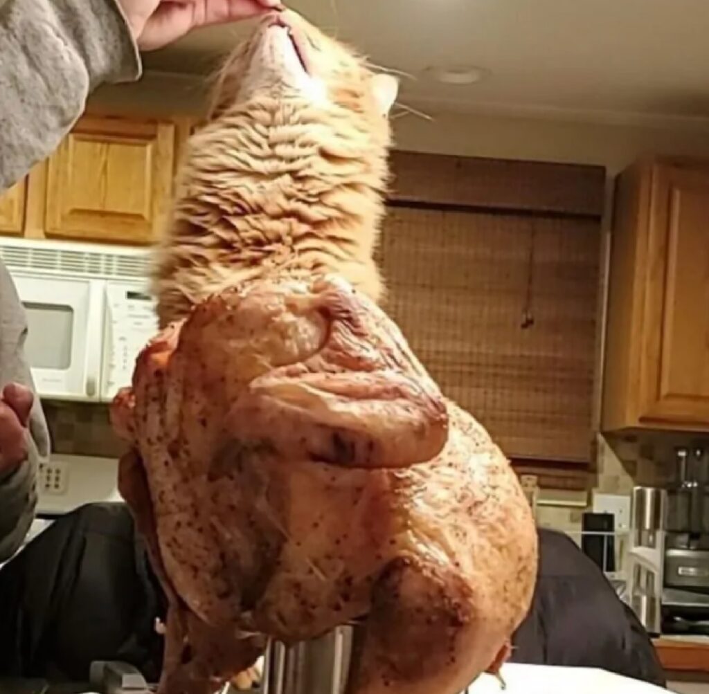 gatto sembra pollo