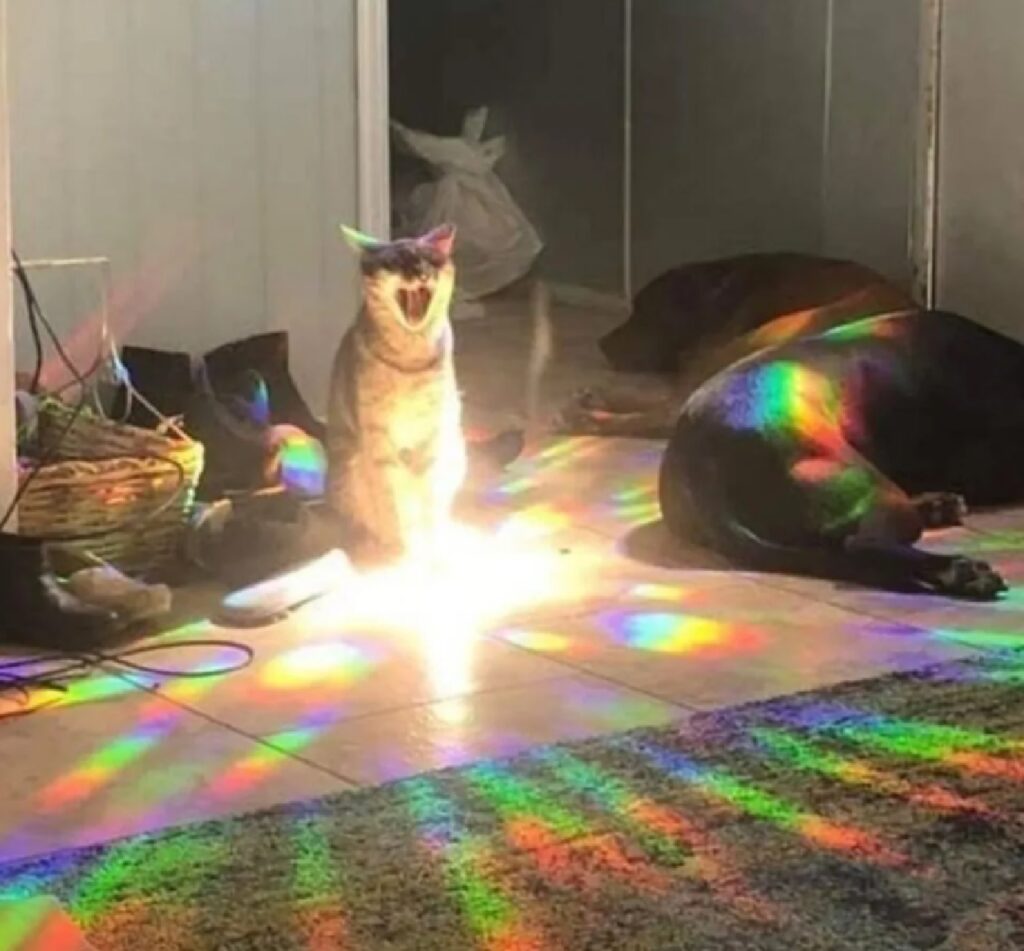 gatto sfera di luce