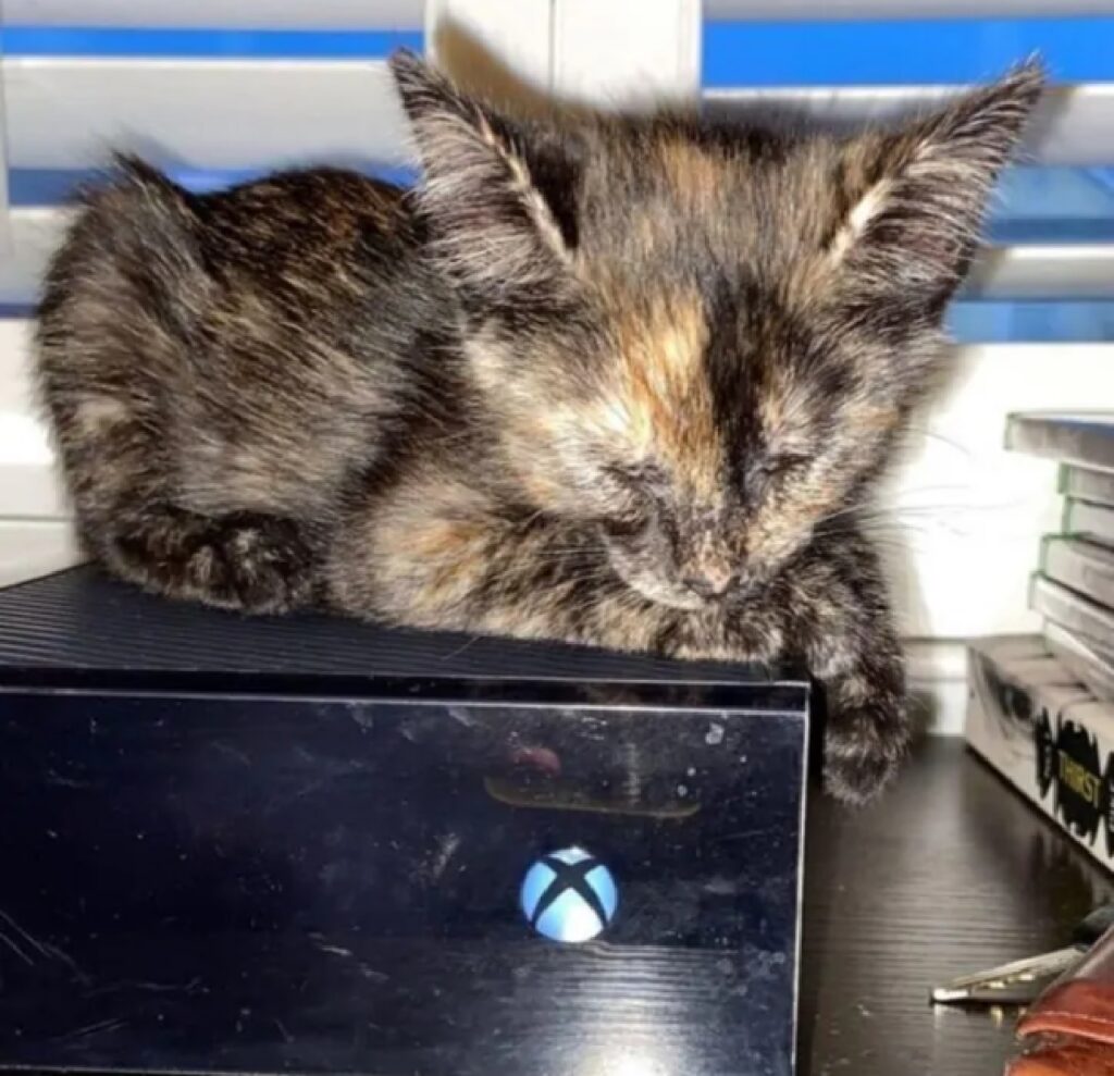 gatto sopra xbox