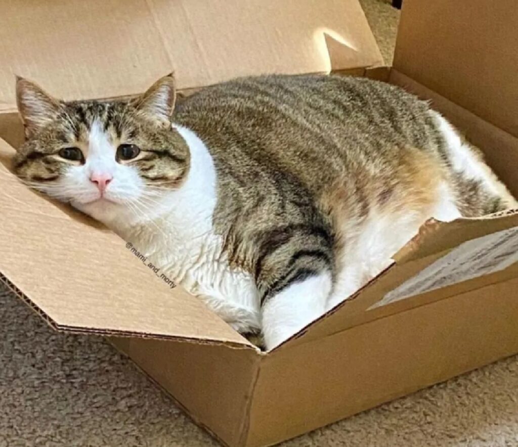 gatto trattiene calore scatola